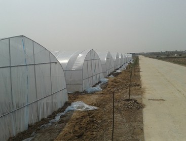Single greenhouse